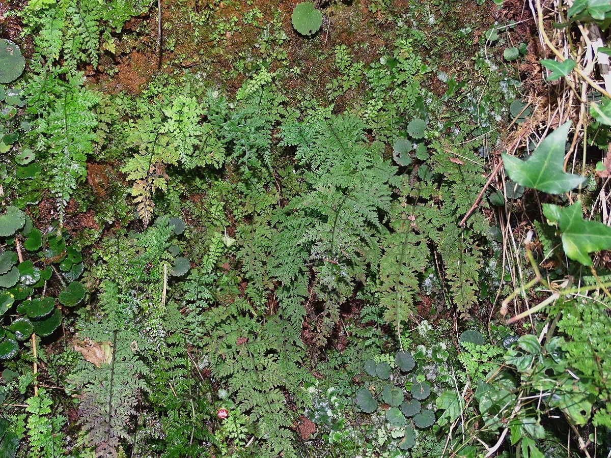 Cystopteris diaphana (Cystopteridaceae)